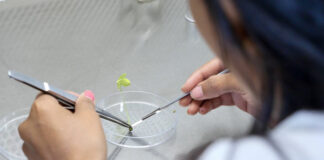 New AI-biology framework could revolutionize next-generation crop breeding