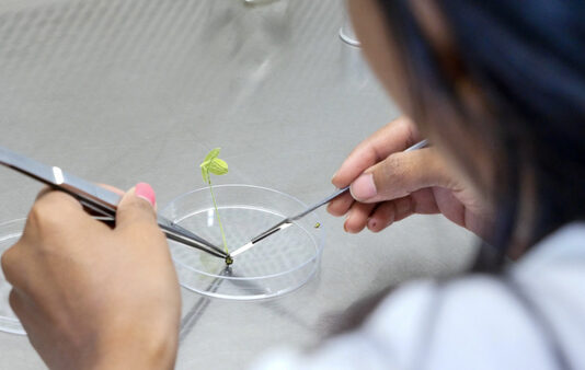 New AI-biology framework could revolutionize next-generation crop breeding