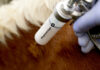 Study validates 100% protection of Argentina’s vaccine against SAT1 Foot-And-Mouth Disease