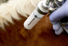 Study validates 100% protection of Argentina’s vaccine against SAT1 Foot-And-Mouth Disease