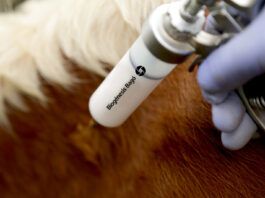 Study validates 100% protection of Argentina’s vaccine against SAT1 Foot-And-Mouth Disease