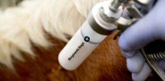Study validates 100% protection of Argentina’s vaccine against SAT1 Foot-And-Mouth Disease