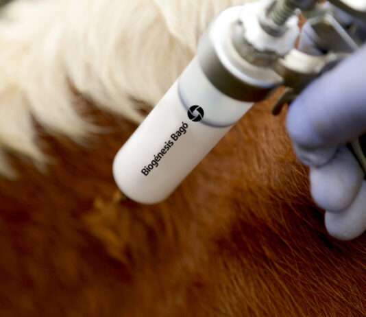 Study validates 100% protection of Argentina’s vaccine against SAT1 Foot-And-Mouth Disease