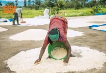Burundi launches $100.5 million credit facility to drive agricultural investment