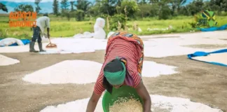 Burundi launches $100.5 million credit facility to drive agricultural investment