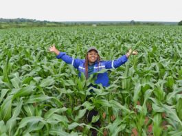 Corteva Agriscience building resilience for South African grain farmers