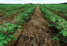 “Green Manure”—Cover Crops, Regenerative Agriculture and Food Sovereignty on Kenya’s Family Farms