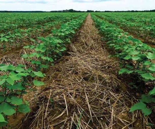 “Green Manure”—Cover Crops, Regenerative Agriculture and Food Sovereignty on Kenya’s Family Farms