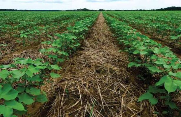Cover crops2 (002)