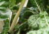 Resurrect Bio and Bejo partner to advance spinach disease resistance