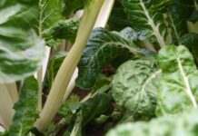 Resurrect Bio and Bejo partner to advance spinach disease resistance