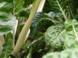 Resurrect Bio and Bejo partner to advance spinach disease resistance