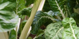 Resurrect Bio and Bejo partner to advance spinach disease resistance