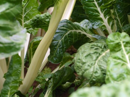 Resurrect Bio and Bejo partner to advance spinach disease resistance
