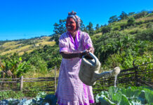 Home Gardens: A Lifeline in South Africa’s Cost-of-Living Crisis