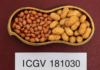ICRISAT, partners unveil high-value groundnut varieties for India’s farmers and edible oil sector