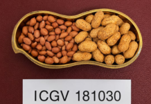 ICRISAT, partners unveil high-value groundnut varieties for India’s farmers and edible oil sector
