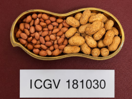 ICRISAT, partners unveil high-value groundnut varieties for India’s farmers and edible oil sector