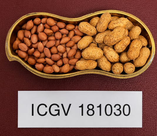 ICRISAT, partners unveil high-value groundnut varieties for India’s farmers and edible oil sector