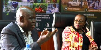 Kenya considering traditional maize-processing technology to boost food security