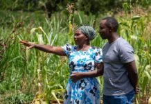 Five Years Regenerating the Land: Lessons from a Farmer in Kirinyaga, Kenya
