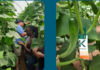 Holland Greentech’s 2025 Green Growth Report Shows €3.3M Impact — Feeding 700,000 People Through Sustainable Horticulture