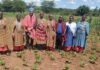 School farms boost food security in Kenya’s drylands