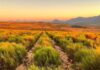 More Demand, More Responsibility: Protecting the Origin of Rooibos