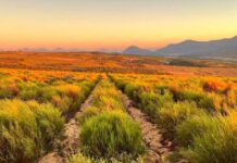 More Demand, More Responsibility: Protecting the Origin of Rooibos