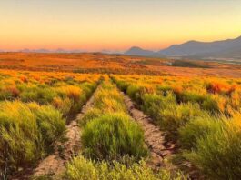 More Demand, More Responsibility: Protecting the Origin of Rooibos