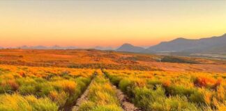More Demand, More Responsibility: Protecting the Origin of Rooibos