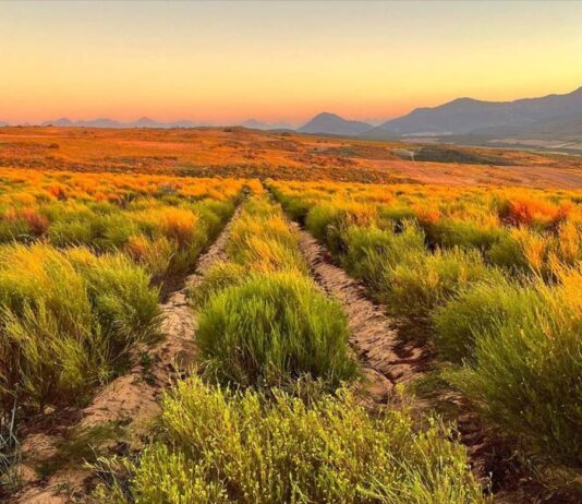 More Demand, More Responsibility: Protecting the Origin of Rooibos