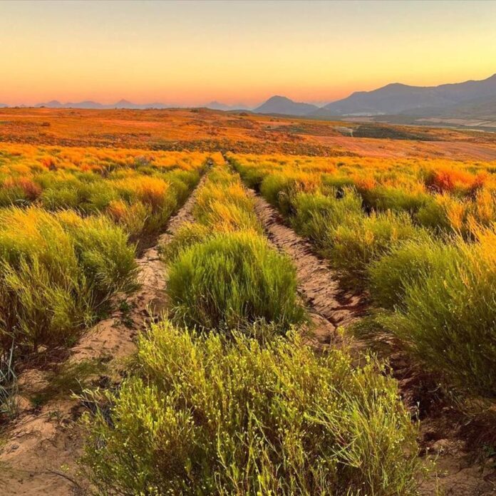 Rooibos