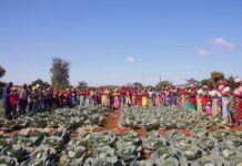Solidaridad Southern Africa makes history as first Regional Expertise Centre to join the International Fertilizer Association