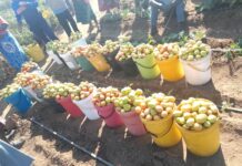 Tomato Shortage Creates ‘Golden Market’ for Rushinga Community Farmers