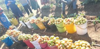 Tomato Shortage Creates ‘Golden Market’ for Rushinga Community Farmers