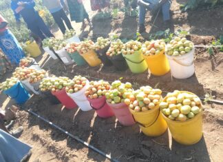 Tomato Shortage Creates ‘Golden Market’ for Rushinga Community Farmers