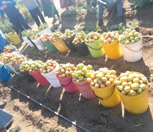 Tomato Shortage Creates ‘Golden Market’ for Rushinga Community Farmers