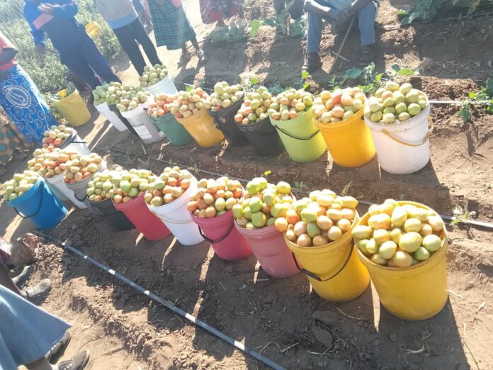 Rushinga small holder farmers