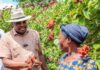 Kenya eyes bixa production boost to unlock processing capacity, create jobs