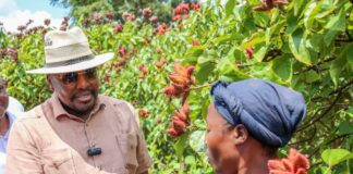Kenya eyes bixa production boost to unlock processing capacity, create jobs