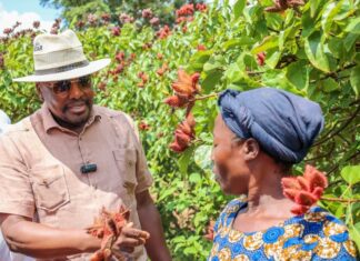 Kenya eyes bixa production boost to unlock processing capacity, create jobs