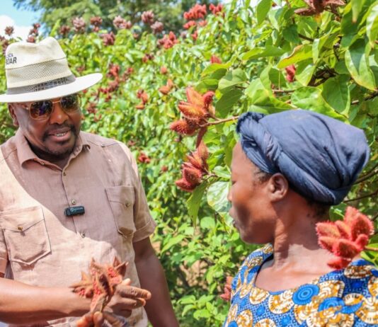 Kenya eyes bixa production boost to unlock processing capacity, create jobs