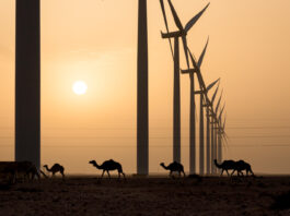Megaprojects Overwhelm the Moroccan Renewable Energy Landscape. Among the Spectacle, are Rural Communities Lost?