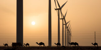 Megaprojects Overwhelm the Moroccan Renewable Energy Landscape. Among the Spectacle, are Rural Communities Lost?