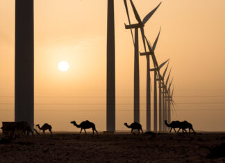 Megaprojects Overwhelm the Moroccan Renewable Energy Landscape. Among the Spectacle, are Rural Communities Lost?