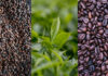 Global coffee, cocoa and tea price volatility puts farmer livelihoods at risk – FAO report
