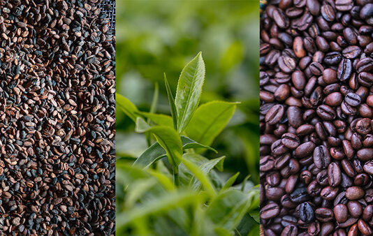 Global coffee, cocoa and tea price volatility puts farmer livelihoods at risk – FAO report