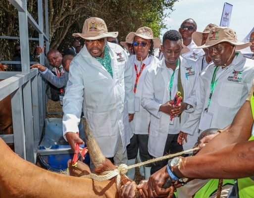 kwagwe_on_livestock_export_600x400