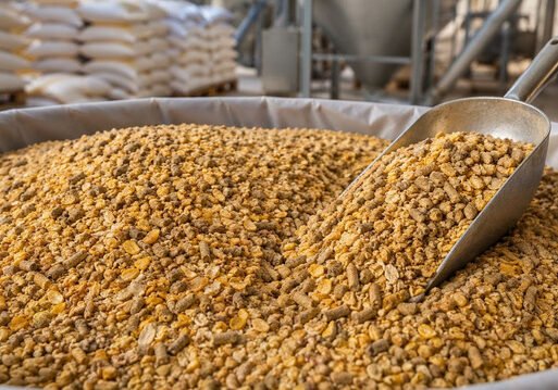 measuring mycotoxin in grains